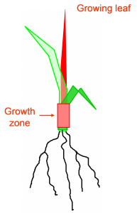fig2a