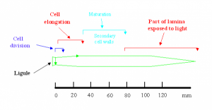 fig2b